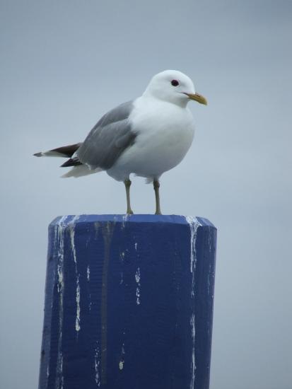 2005_0618Fehmarn_S5500_Tag3-40086