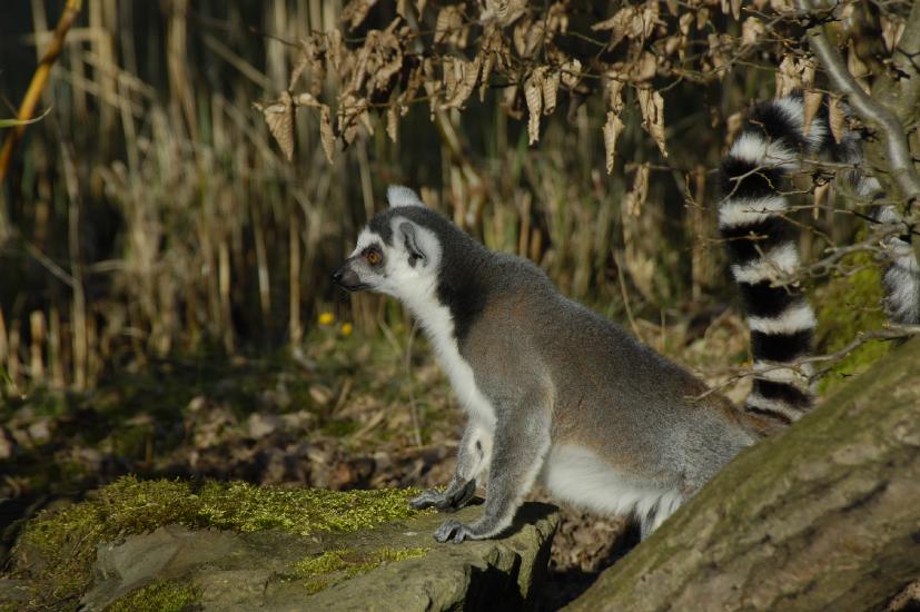 2007_03_11_139_ZOO