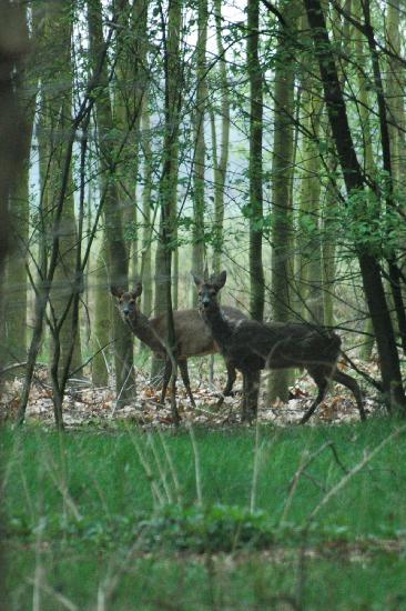 2007_04_07_38_OsternTele