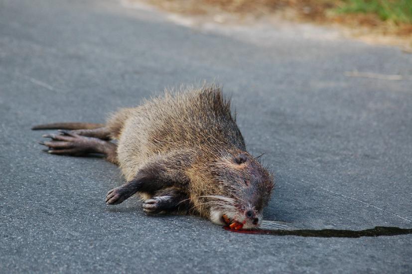 2007_08_12_120_Nutria