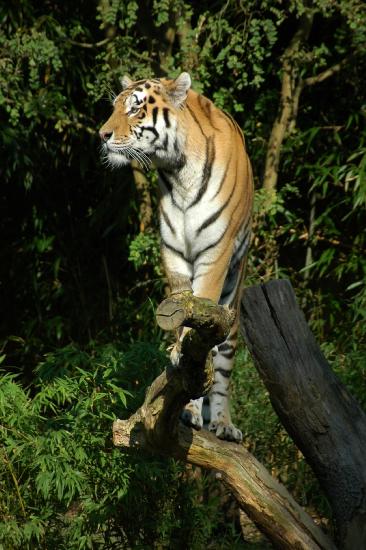 2007_10_07_426_ZOO