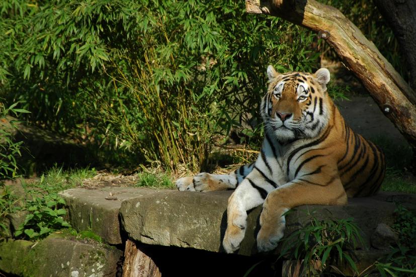2007_10_07_447_ZOO