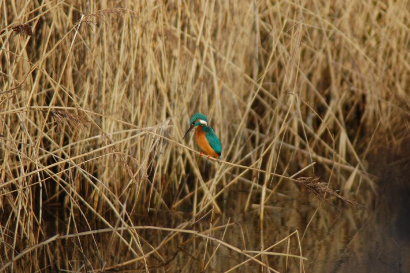 2007_12_15_111_Rieselfelder200-400