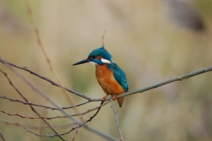 2007_12_15_175_Rieselfelder200-400