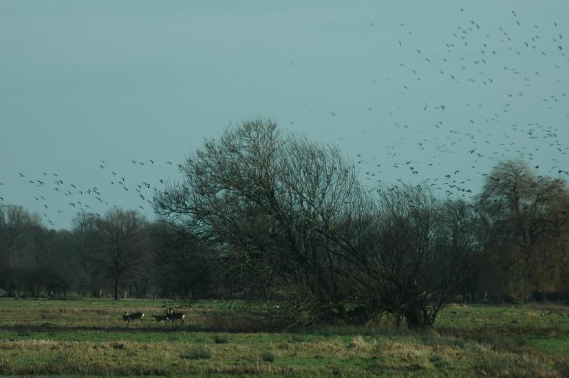 2008_01_26_73_Natur