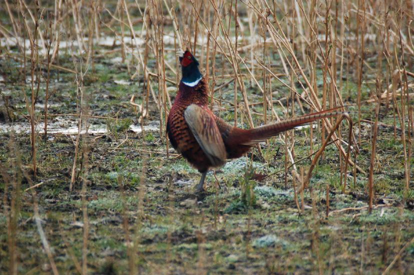 2008_03_24_106Brockhagen