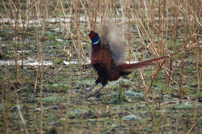 2008_03_24_107Brockhagen