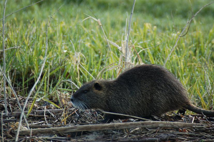 2008_03_27_132Osterwoche500