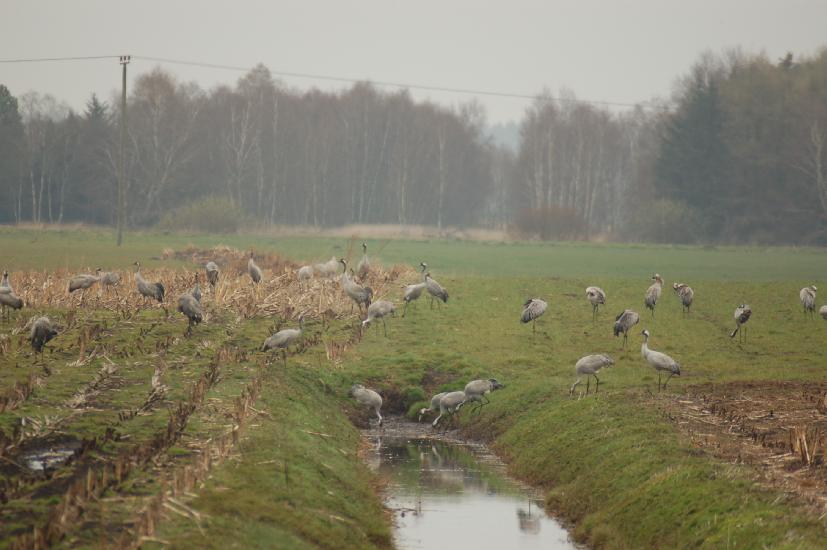 2008_04_04_262KranicheD50