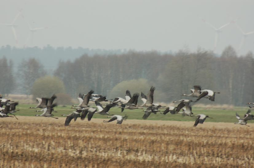 2008_04_04_539KranicheD50