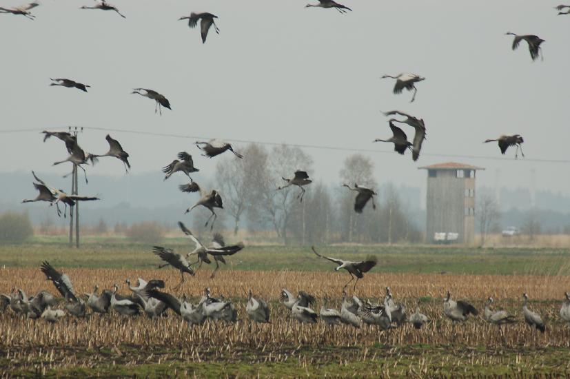 2008_04_04_560KranicheD50