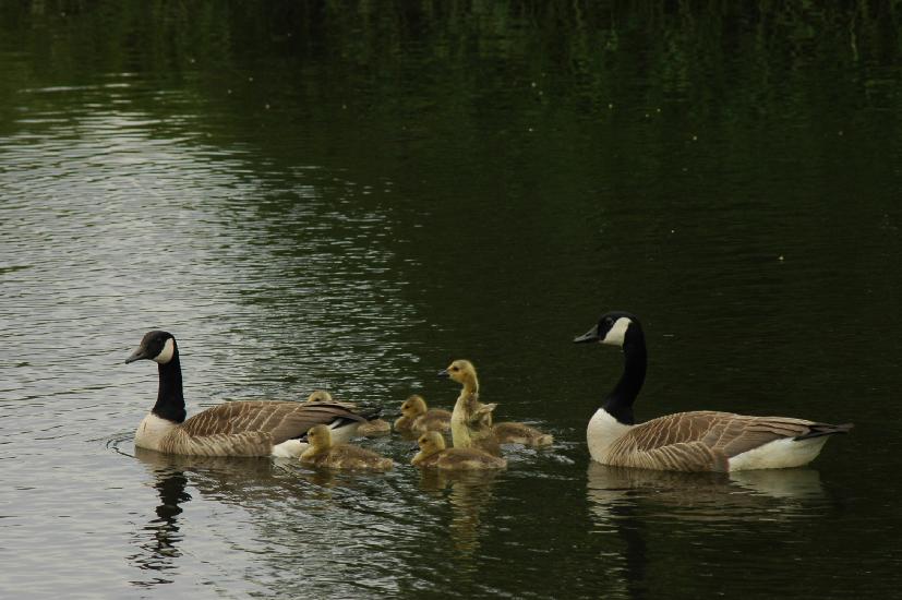 2008_05_27_177BruchEms