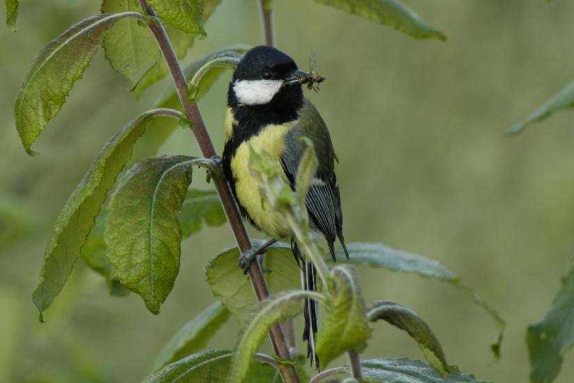 2008_06_07_188Bruch200-400