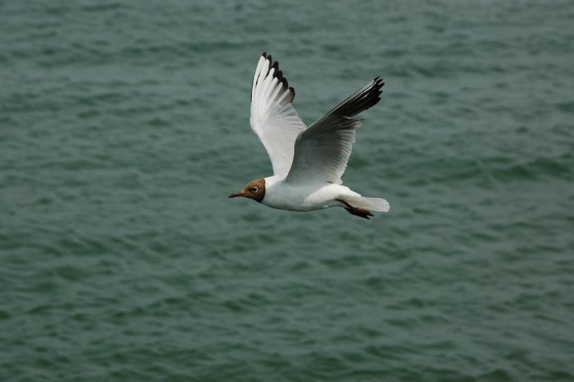 2008_07_06_345_RuegenD50