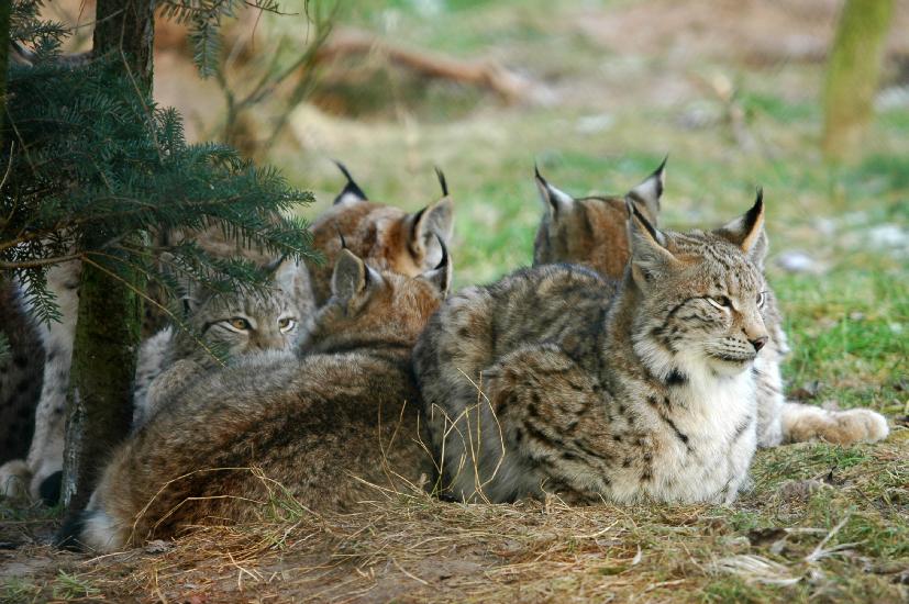 2008_12_28_15_Naturwildpark