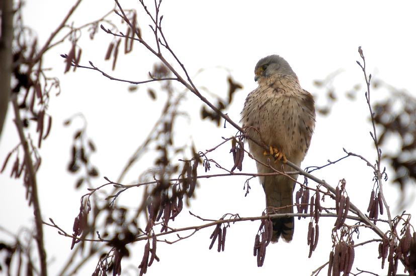 2009_02_21_660_Bruch