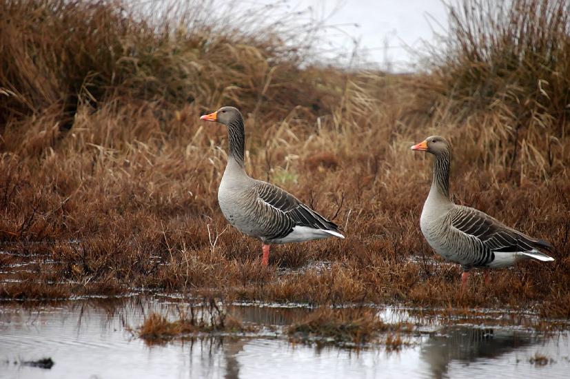 2009_02_22_159_Rieselfelder