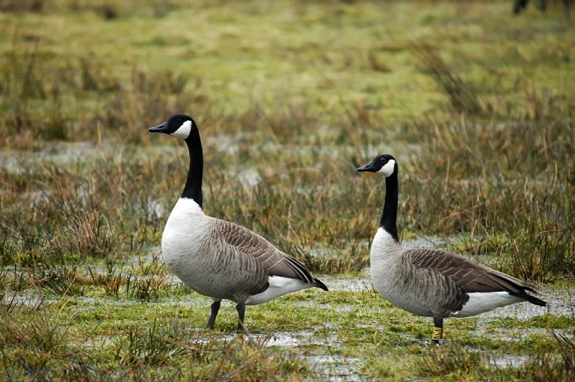 2009_02_22_98_Rieselfelder