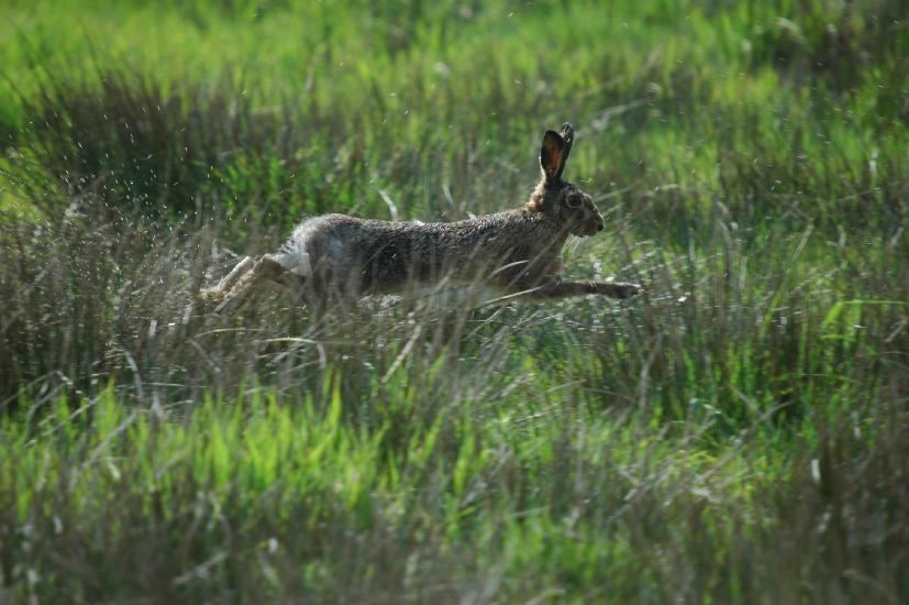 2009_04_09_145_Rieselfelder