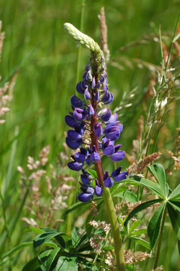 2009_05_29_10_Makro