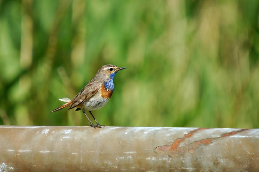 2009_05_31_377_Rieselfelder