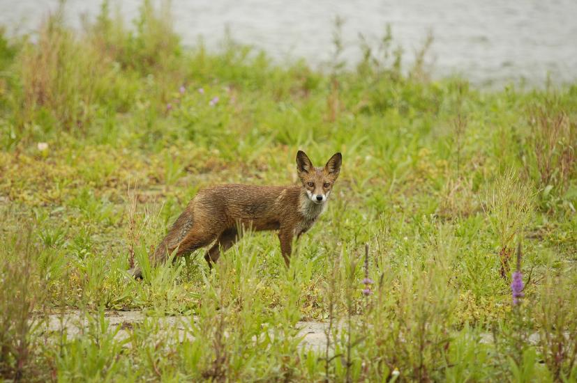 2009_08_02_42_RieselfelderII