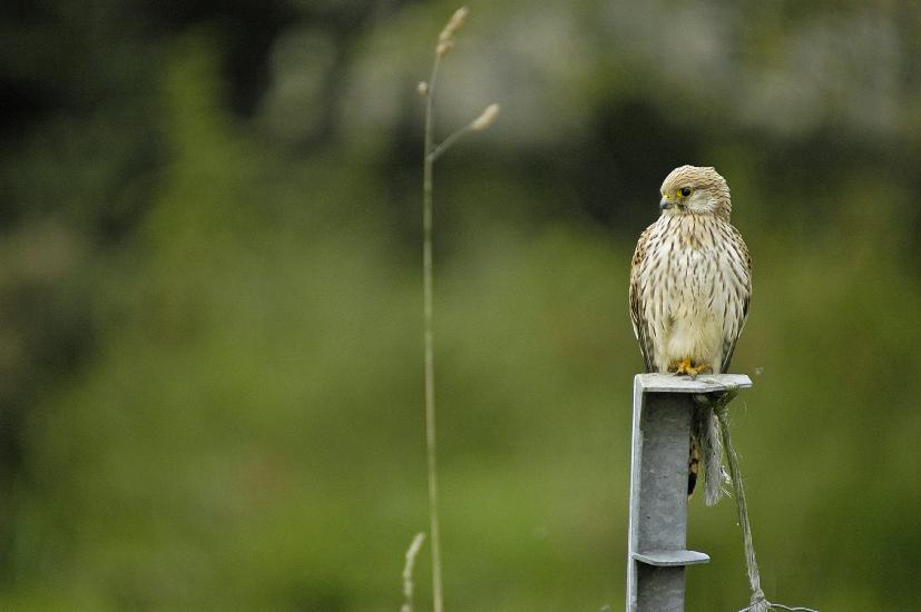 2009_09_25_40_BruchFalke