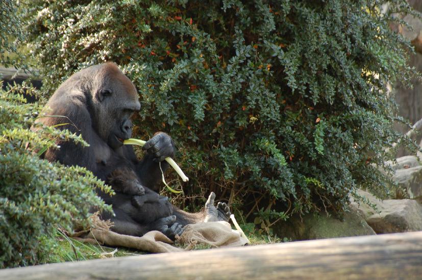 2009_09_26_231_Zoo