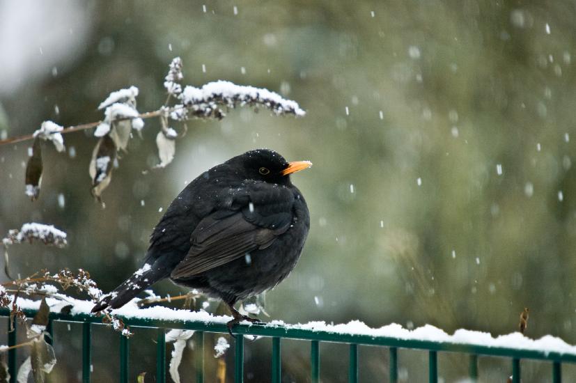 2010 01 10_WinterTele_0282