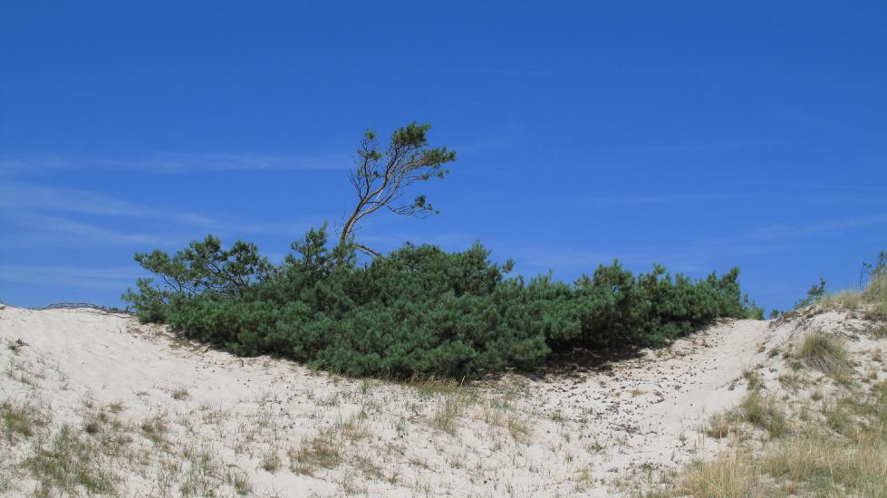 2010_08_15_Zingst (798)