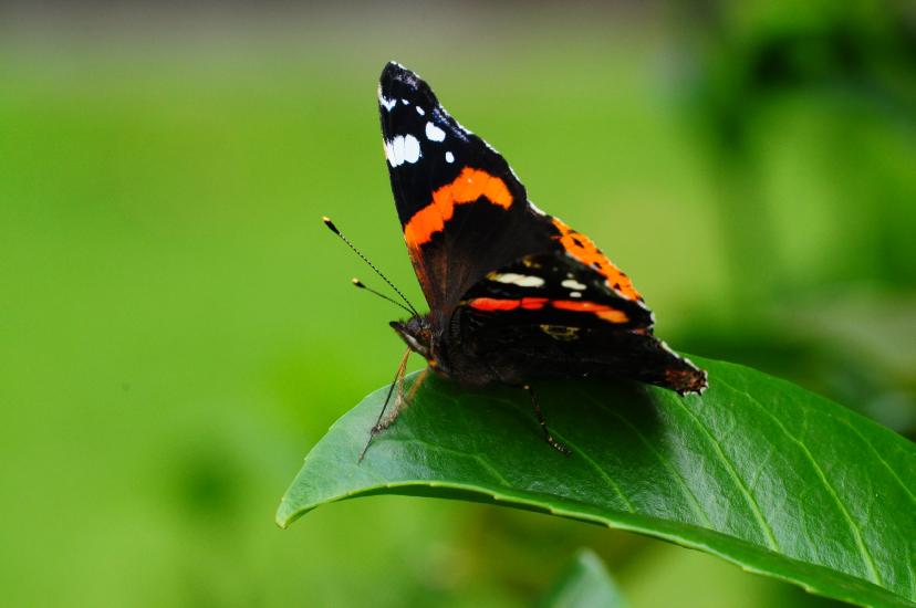 2010_08_28_62_Macro