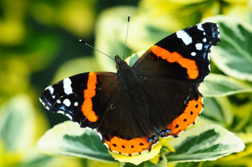2010_09_05_120_Macro