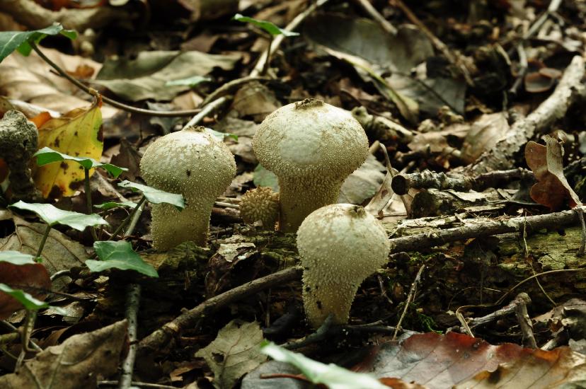 2010_10_03_83_BruchMacro