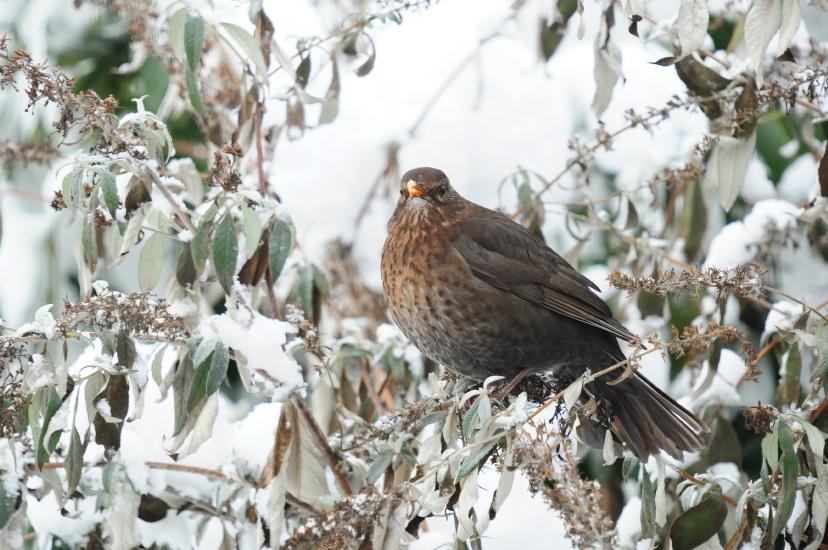 2010_12_19_522_Winter