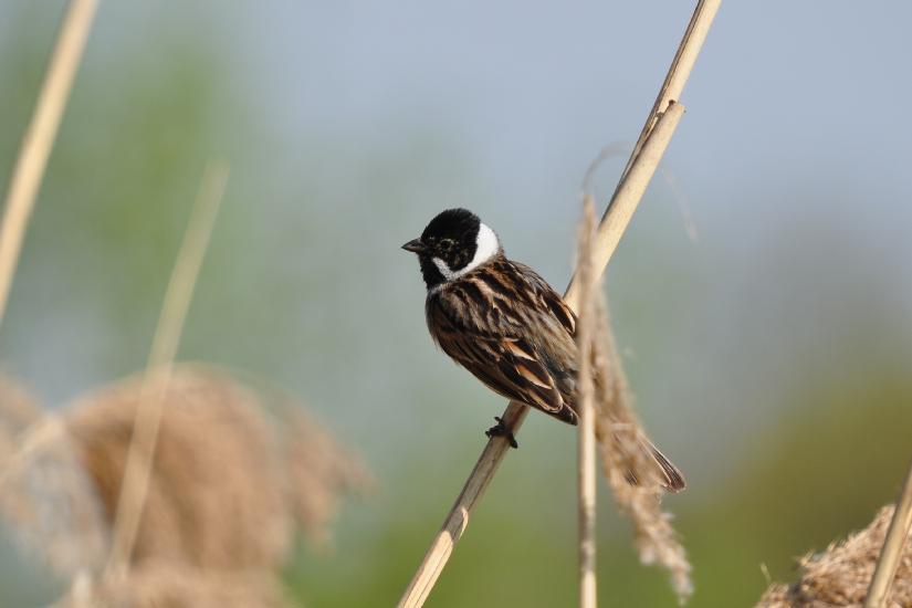 2011_04_16_0029_Rieselfelder