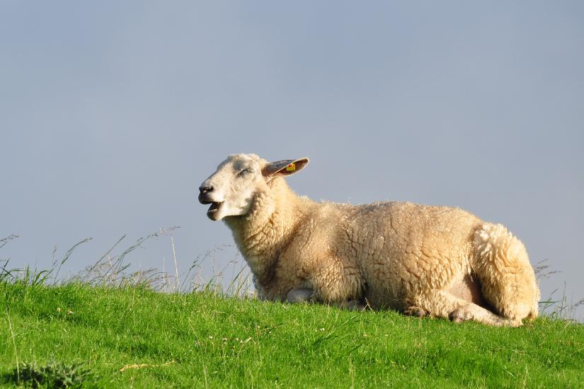 2011_08_23_Cux (409)