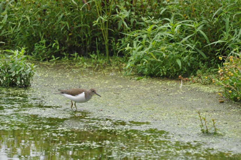 2011_08_27_0323_Rieselfelder