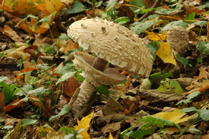 2011_10_30_0132_NaturfotoM