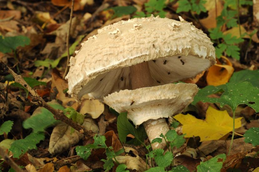 2011_10_30_0134_NaturfotoM