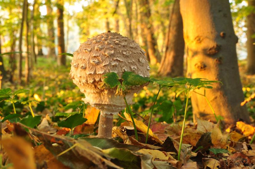 2011_11_01_0059_NaturfotoW