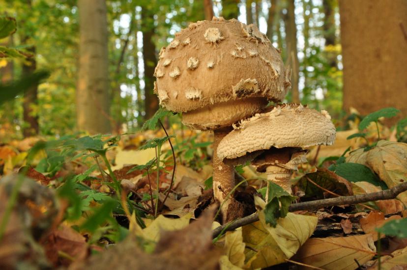 2011_11_01_0079_NaturfotoW