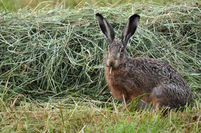 2012_05_27_0523_PfingstenSchmal