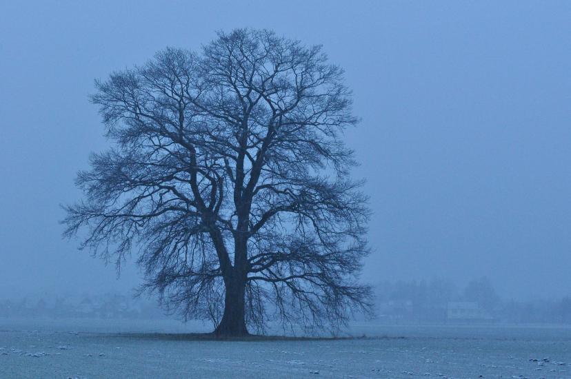 2013_03_10_0188_Makro85mm