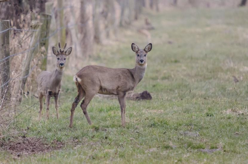 2013_04_04_0054_TELE_LR