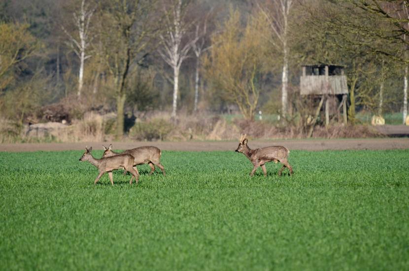 2013_04_21_0490_Tele_LR