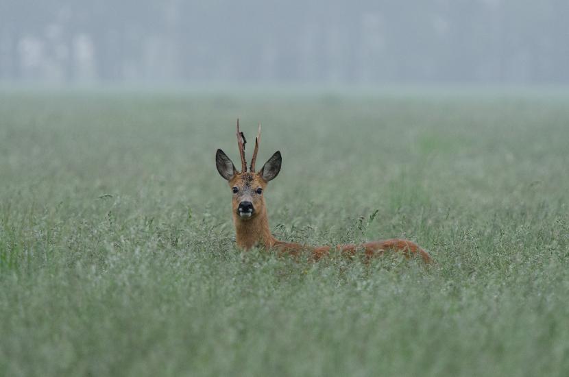 2013_05_26_0228_Tele_LR