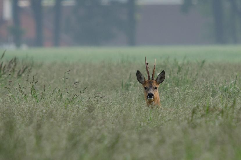 2013_05_30_0379_Tele_LR