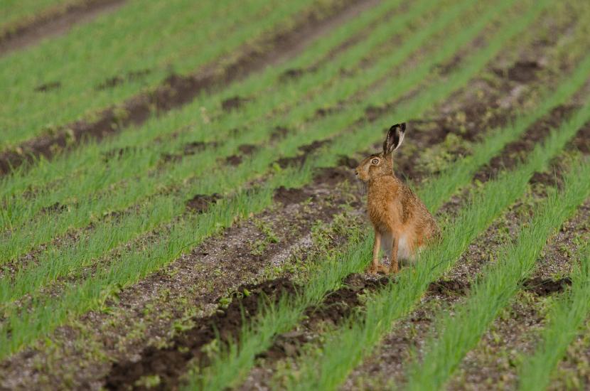 2013_05_30_0447_Tele_LR