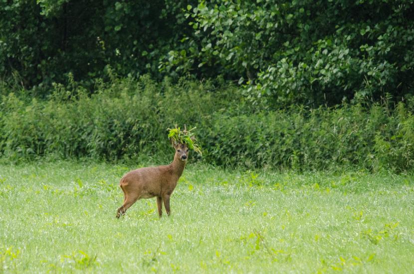 2013_06_23_0279_Tele_LR