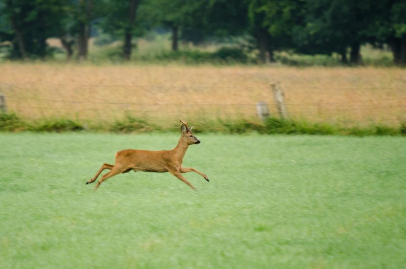 2013_06_30_0607_Tele_LR